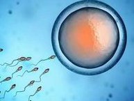 国内做第三代试管要多少钱？